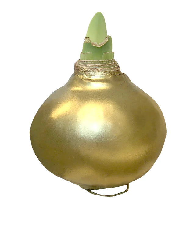 Donner Prepared Amaryllis Bulbs