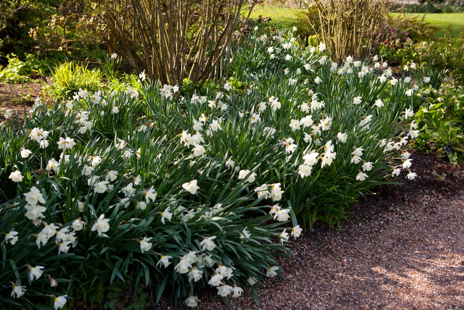 Mount Hood Narcissus Bulbs