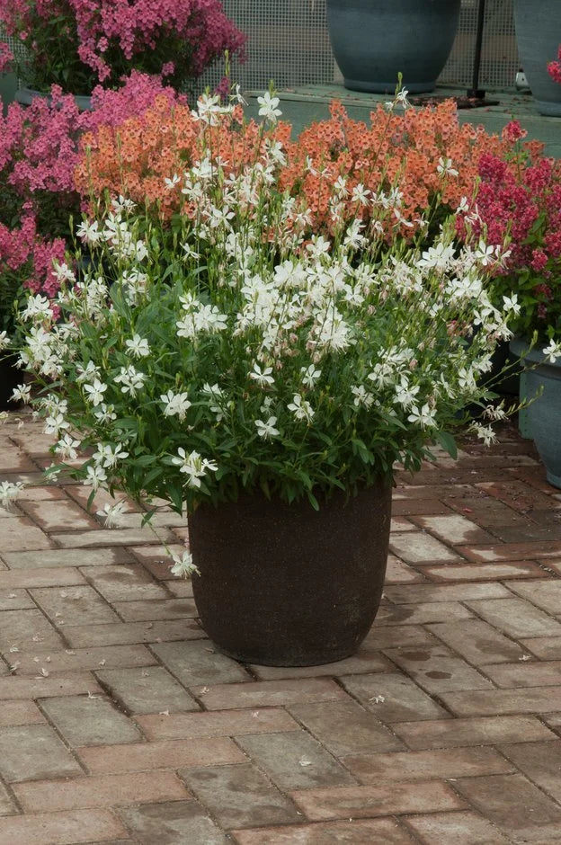 Sparkle White Gaura Seeds online shopping