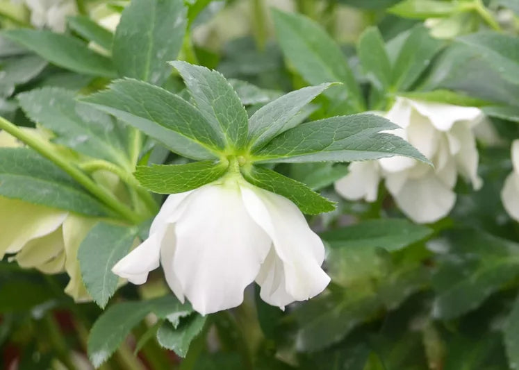 Hellebore Wedding Bells
