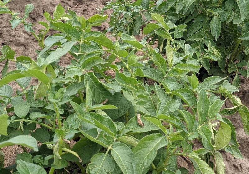 Yukon Gold Yellow Skinned Potato Plants online shopping