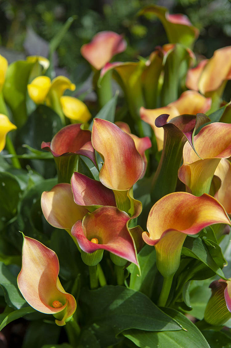 calla lily plant online Captain Lido Calla Lily – EVERGREEN