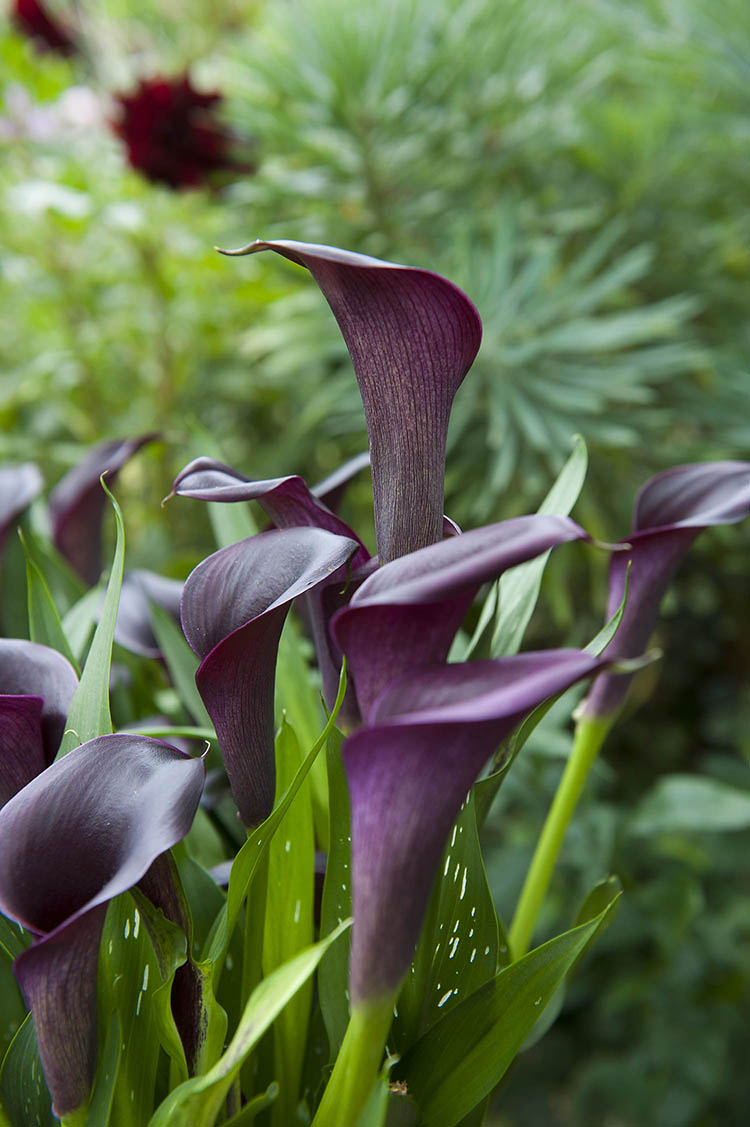 calla lily plant online Odessa Calla Lily – EVERGREEN