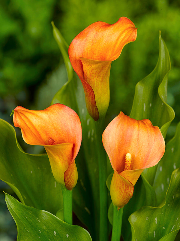 calla lily plant online Mercedes Calla Lily – EVERGREEN