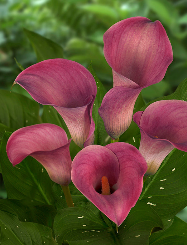 Captain Romance Calla Lily