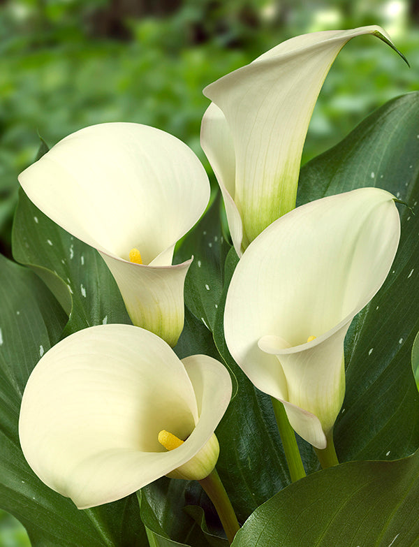 Snow Storm Calla Lily