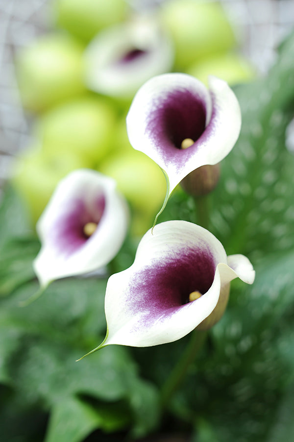 Picasso Calla Lily