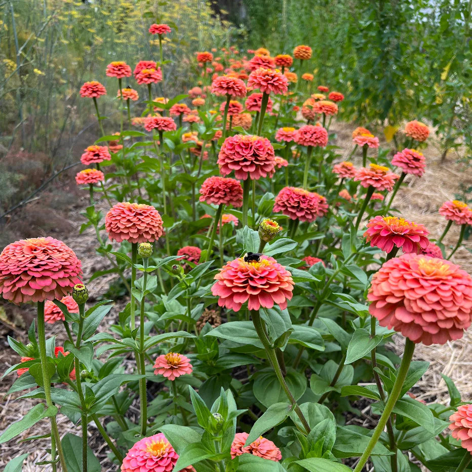 Oklahoma Salmon Zinnia Seeds online shopping