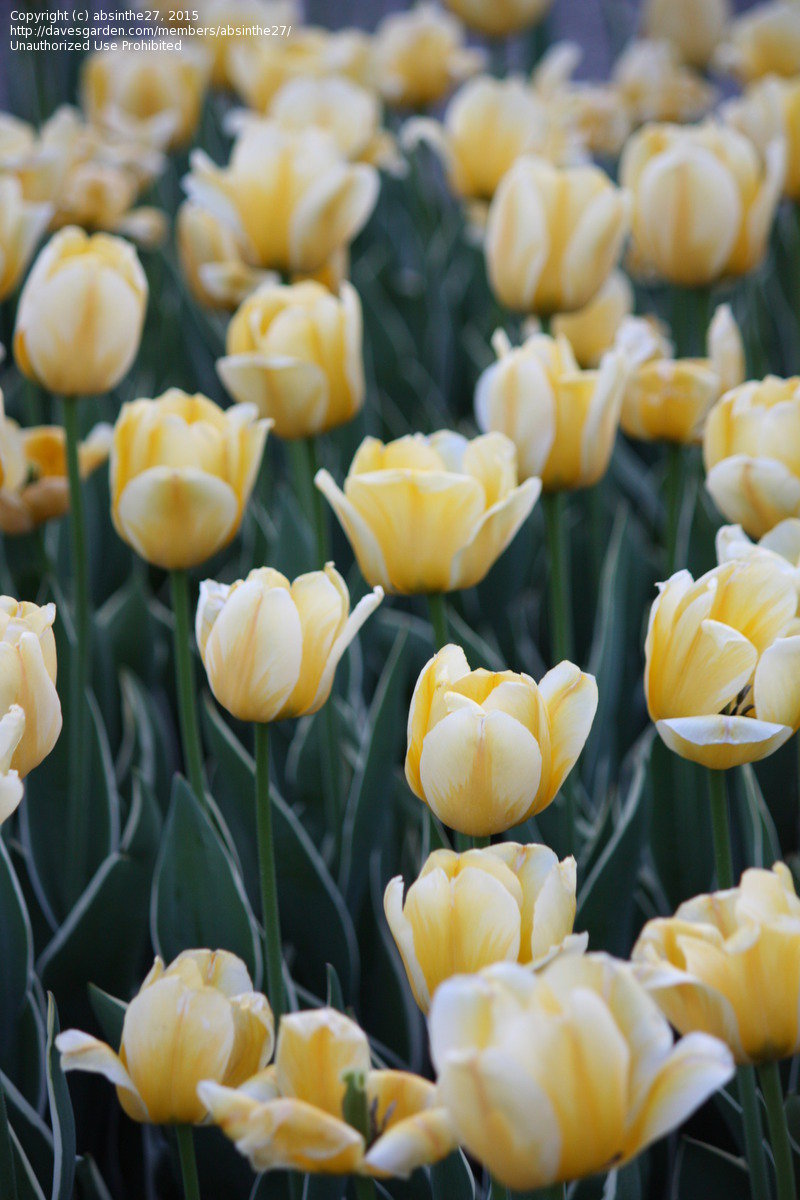 Jaap Groot Tulip Bulbs