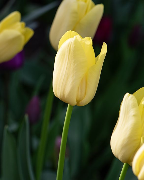 Yellow Friendship Tulip Bulbs