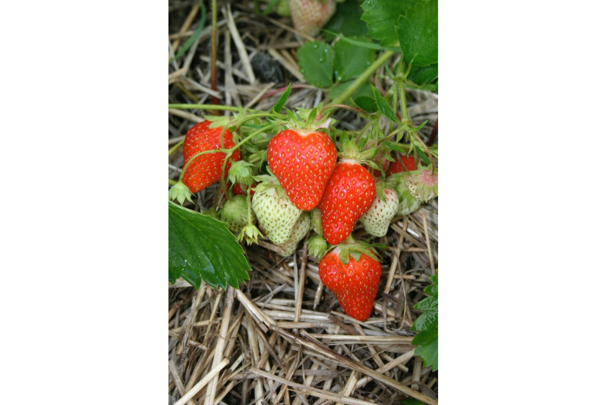 AC St-Laurent d'Orléans Late Season Strawberry