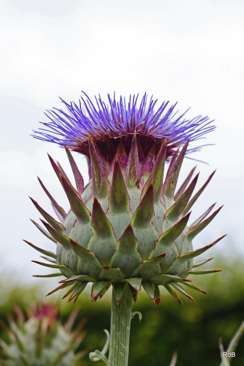 Cardoon Artichoke Seeds online shopping