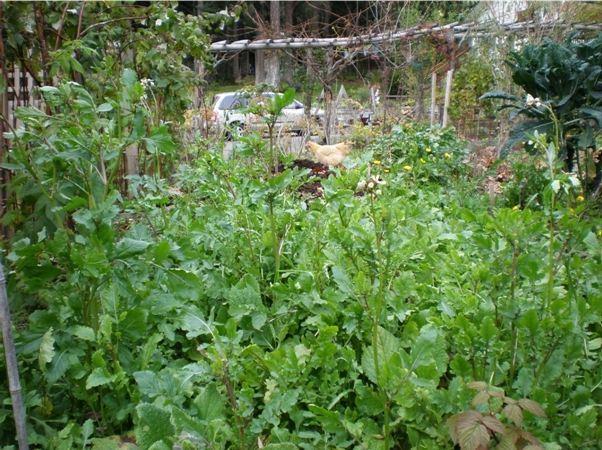 Astro Arugula Seeds online shopping