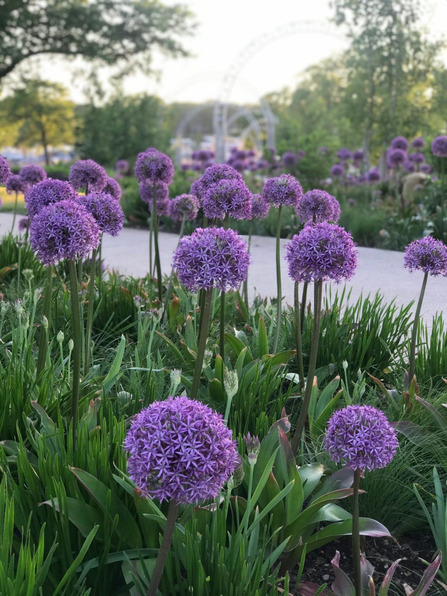 Globemaster Allium Bulbs