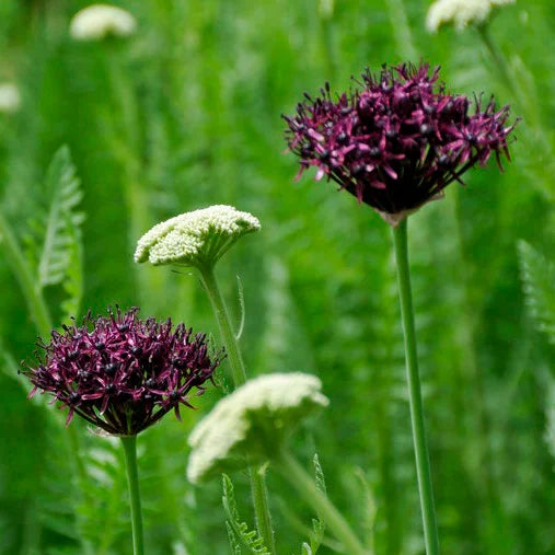Atropurpureum Allium Bulbs