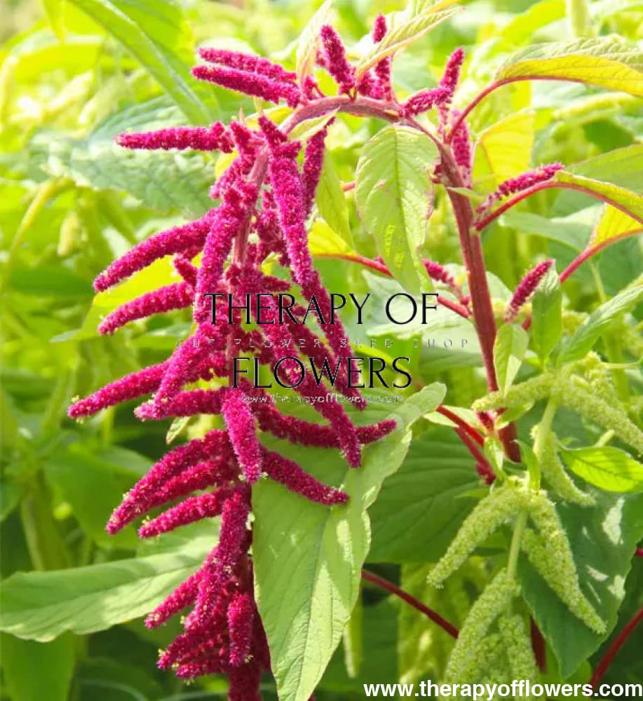 Love-Lies-Bleeding Amaranth Seeds online shopping