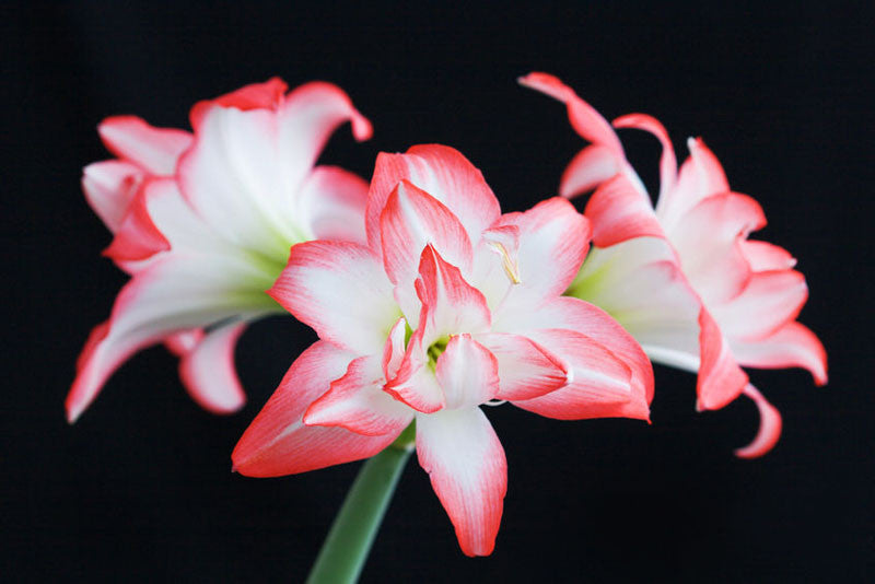 Blossom Peacock Double Amaryllis Bulbs