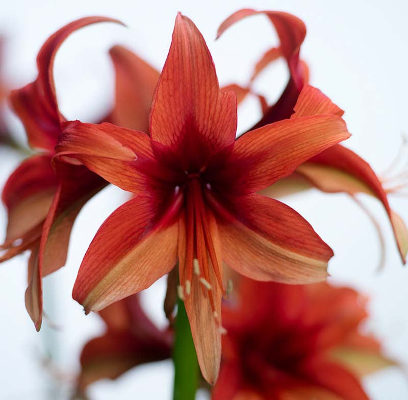 Bogota Amaryllis Bulbs