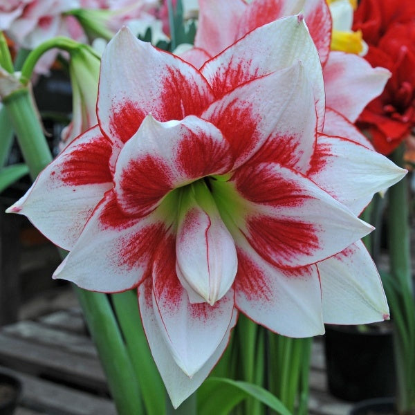 Elvas Double Amaryllis Bulbs