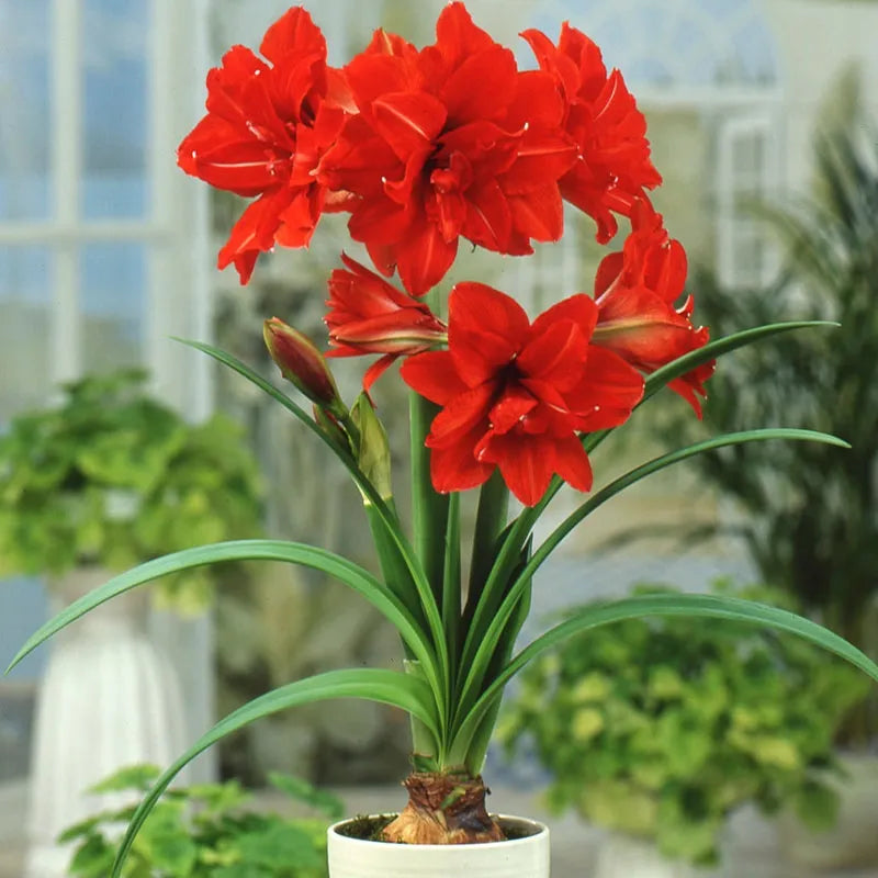 Red Peacock Double Amaryllis Bulbs