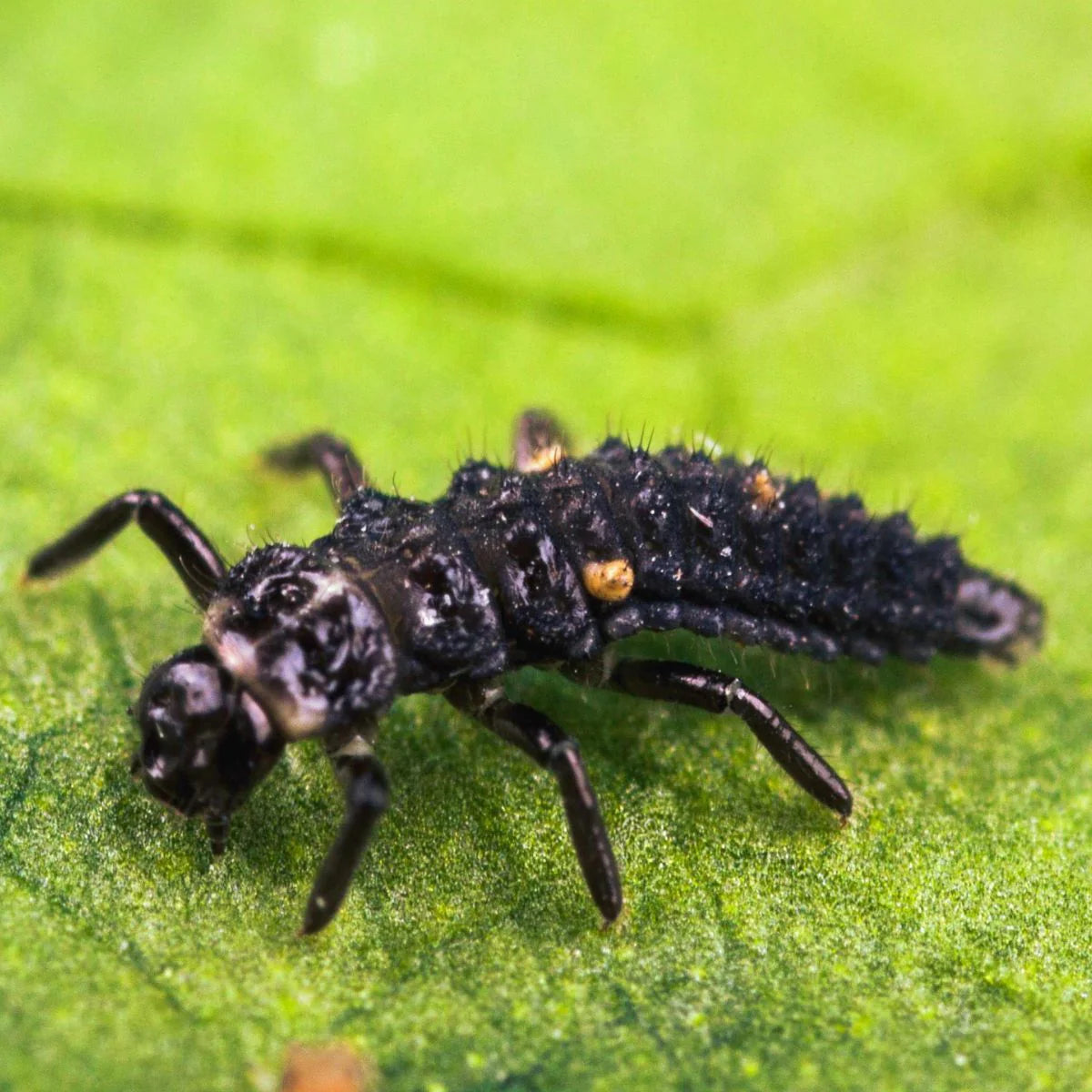 Aphidalia Predatory Beetle