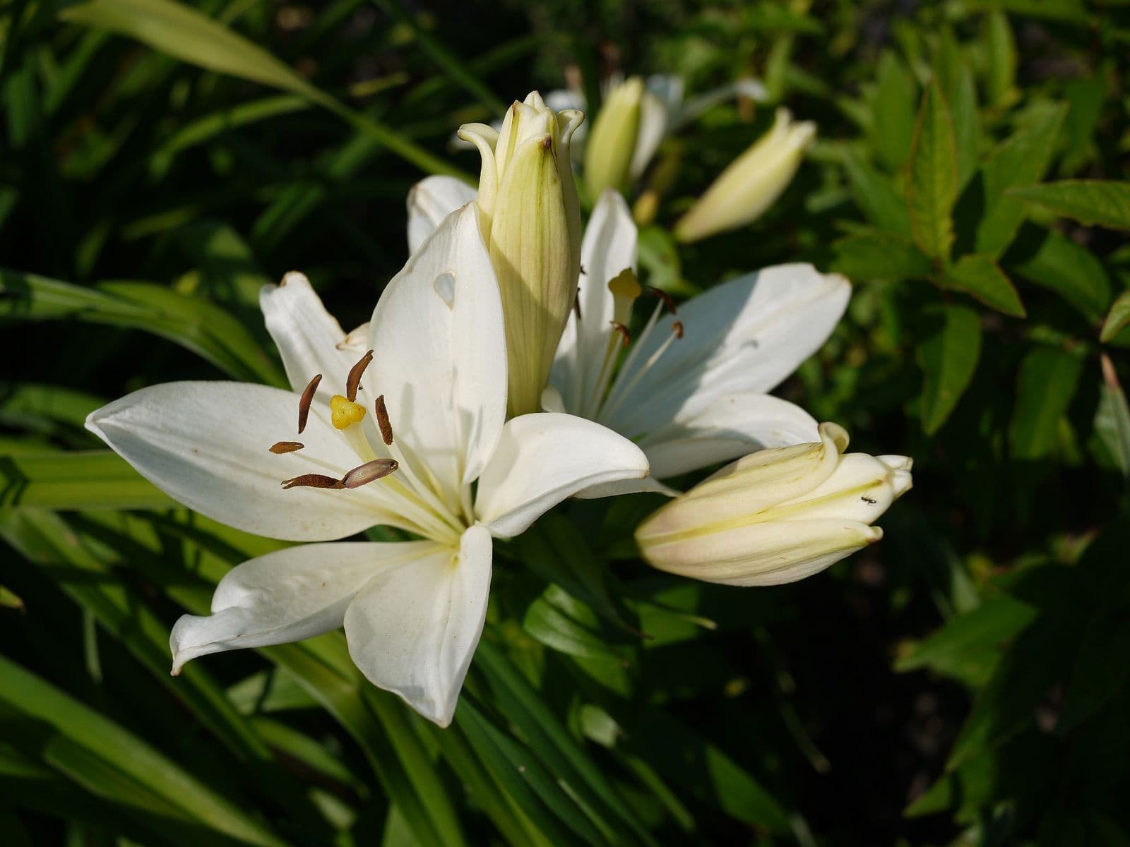 asiatic lily evergreen Gwen Dwarf Asiatic Lily – EVERGREEN