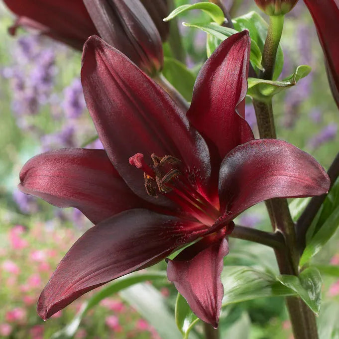 landini asiatic lily Landini Asiatic Lily – EVERGREEN