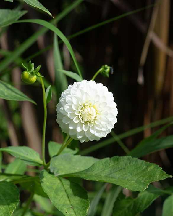 Petra’s Wedding Dahlia