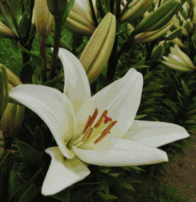 longiflorum asiatic hybrid lily Bach Longiflorum x Asiatic Hybrid Lily – EVERGREEN