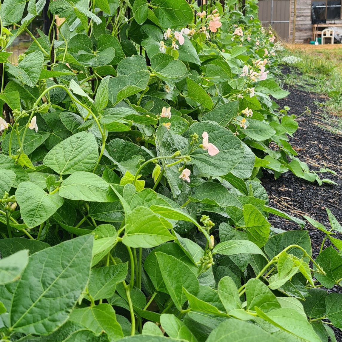 Sunset Runner Bean Seeds online shopping