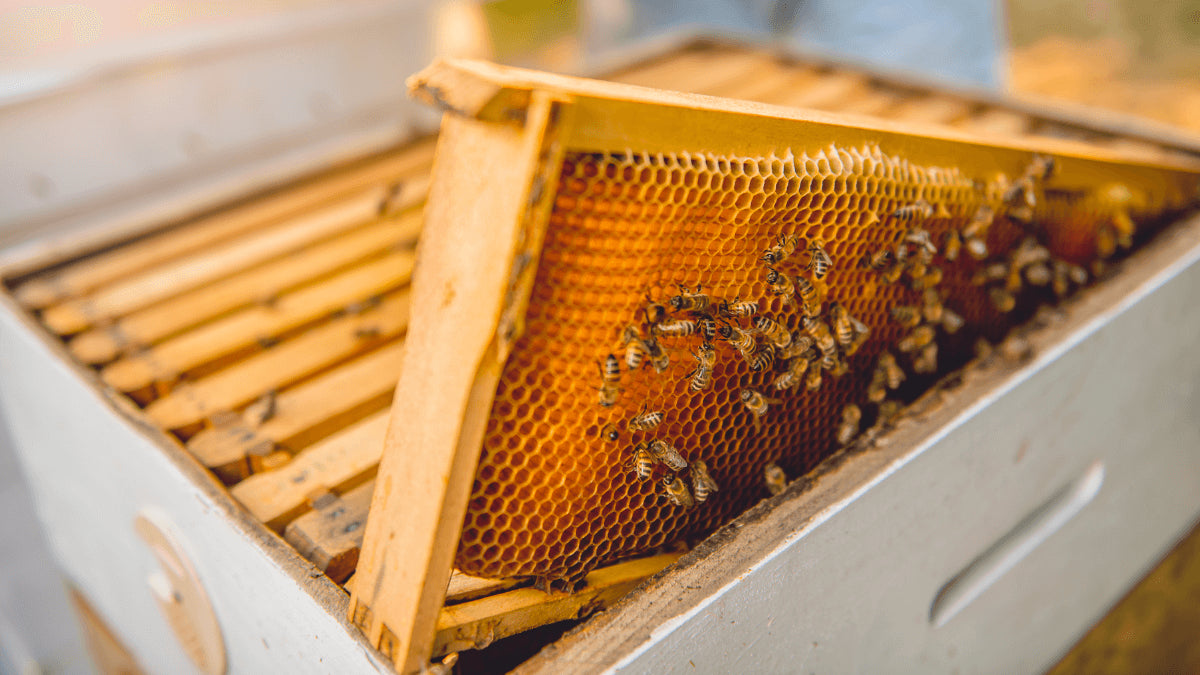 10 Frame Langstroth Beehive Master Pollinator Assembled Beekeeper Kit