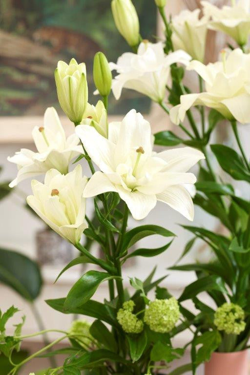 Belvedere Pollen Free Kiss Asiatic Lily