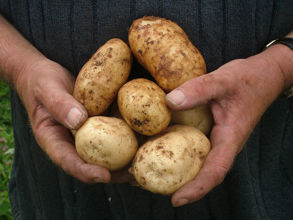 GemStar Russet Potato