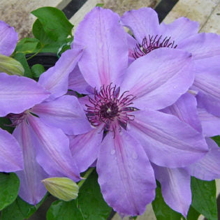 Sally Cadge Clematis Vine