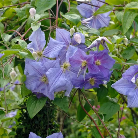 Perle d’Azur Clematis Vine