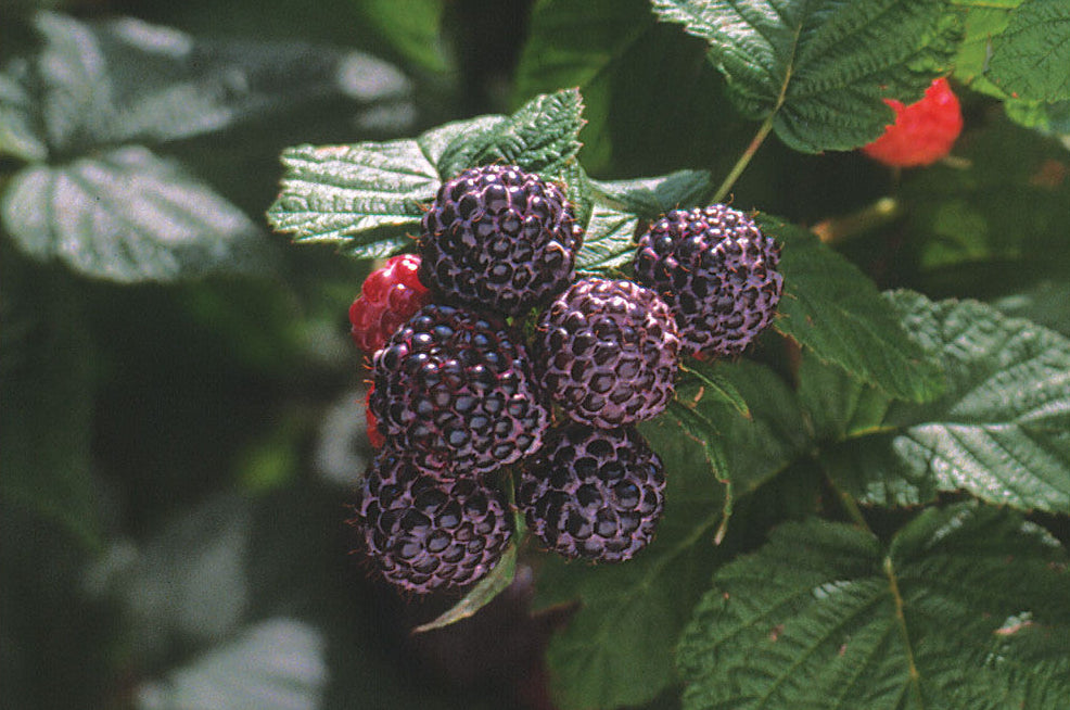 Bristol Black Raspberry Plant Plants online shopping