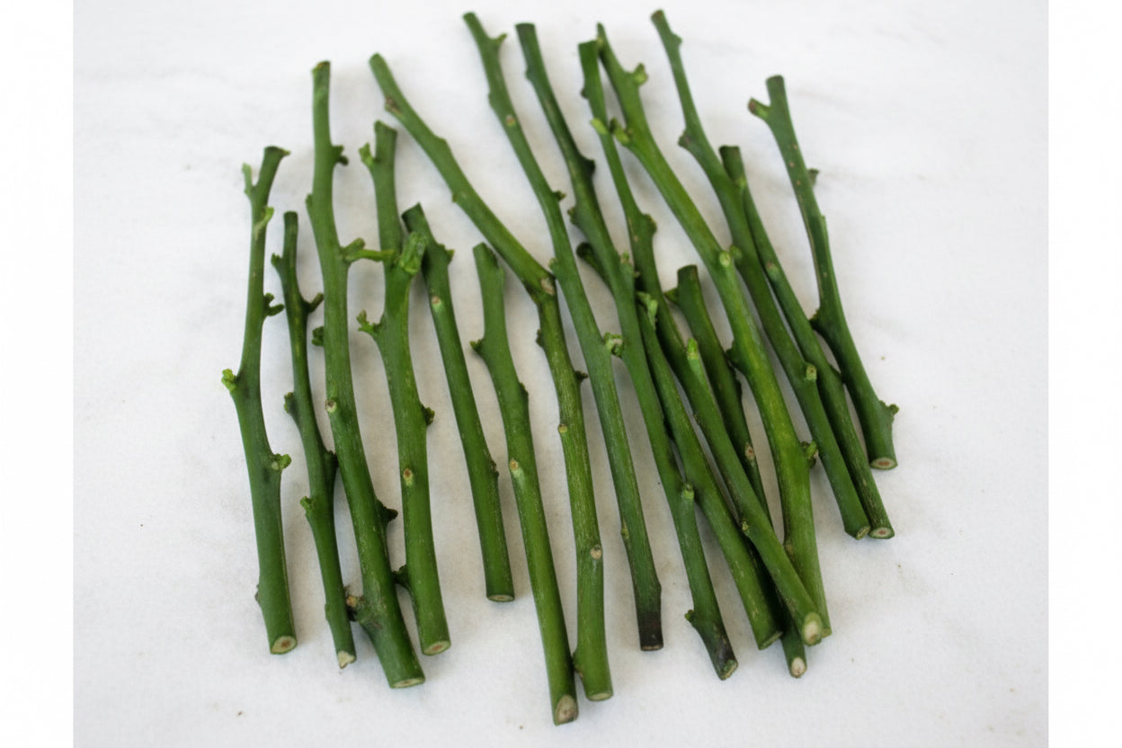 Genetic Dwarf Marsh Grapefruit Budwood