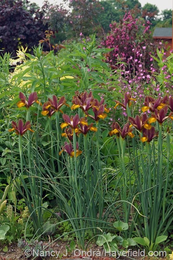 Lion King Dutch Iris Bulbs