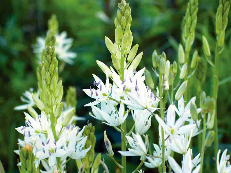 Leichtlinii Alba Camassia Bulbs