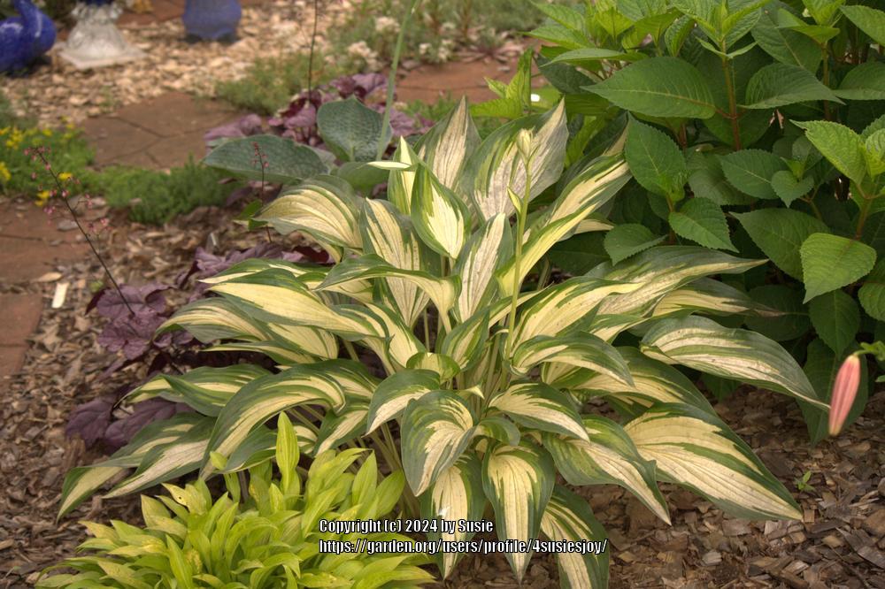 Cool as a Cucumber Hosta Plant