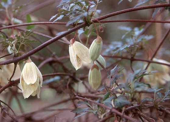 Cirrhosa Balearica Clematis Vine