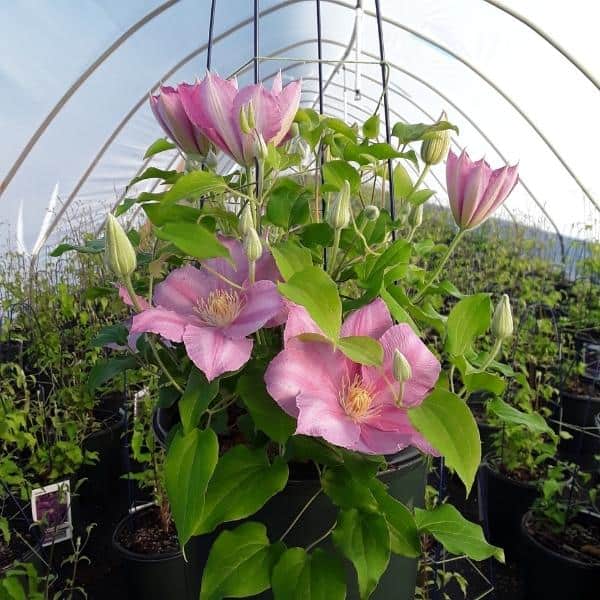 Epivo027 Abilene Boulevard Clematis