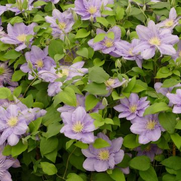Violet Elizabeth Clematis Vine