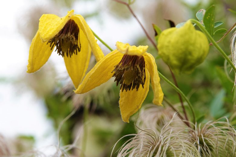 Tangutica Golden Harvest Clematis Vine
