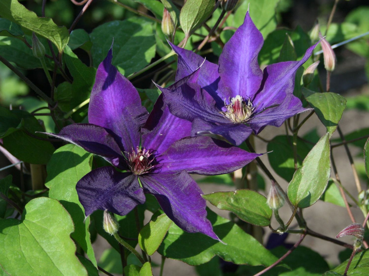 Guiding Star Clematis Vine