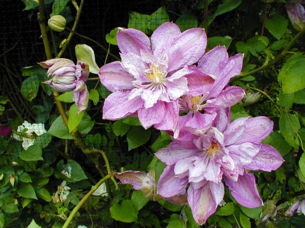 Proteus Clematis Vine