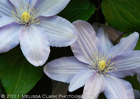 Silver Moon Clematis Vine