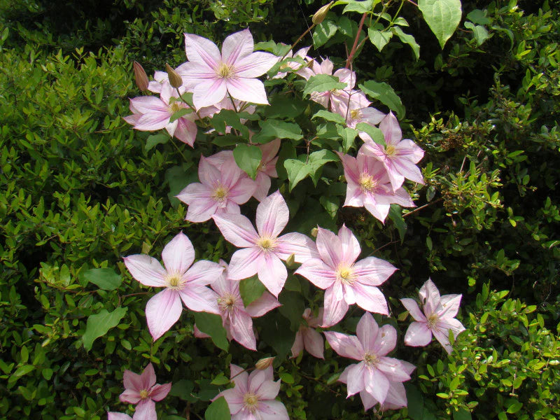 Caroline Clematis Vine