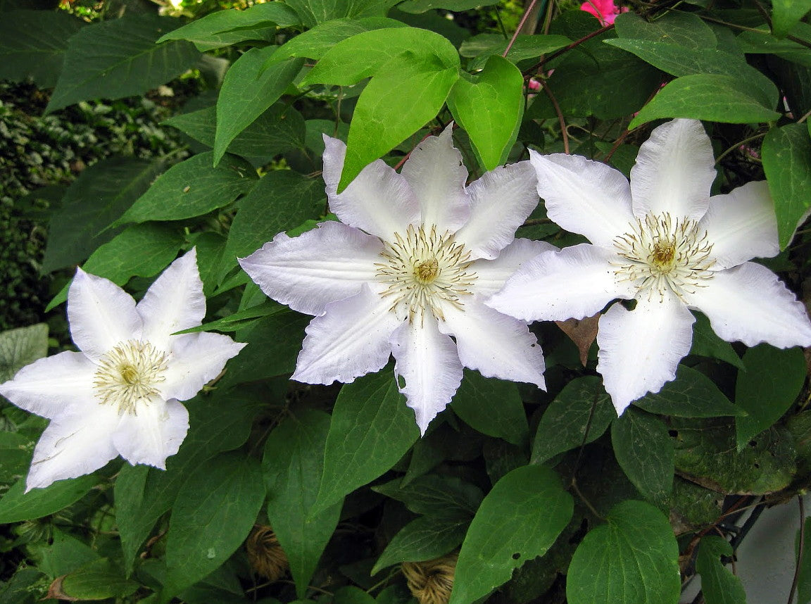 Gillian Blades Clematis Vine