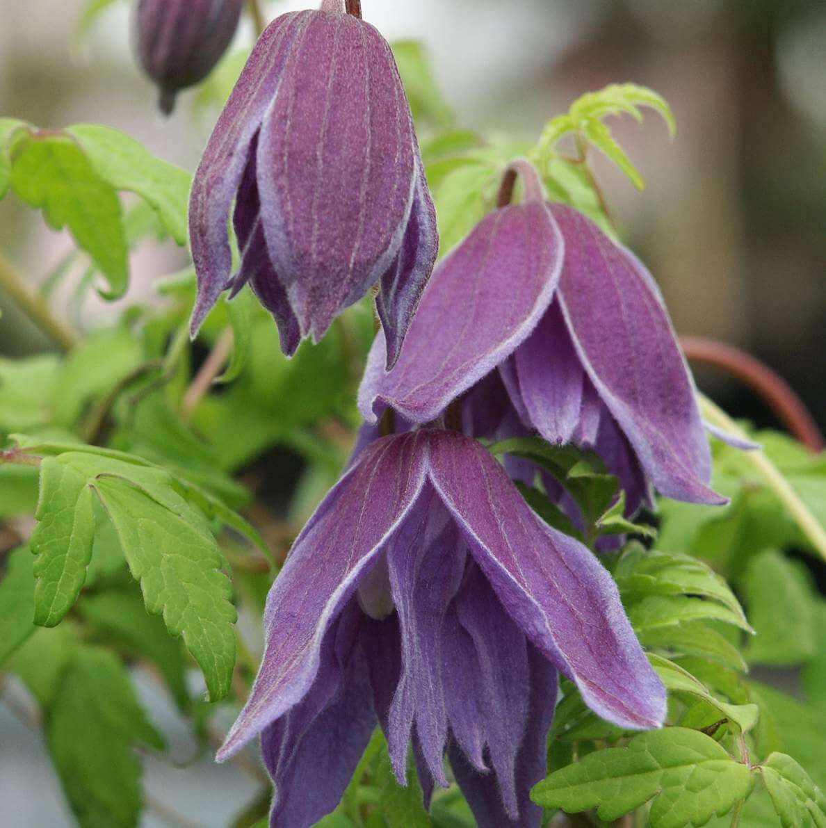 Kathleen Dunford Clematis Vine
